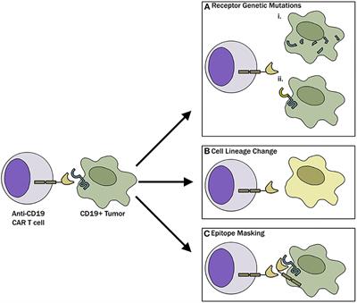 Frontiers | Multi Targeted CAR-T Cell Therapies For B-Cell Malignancies